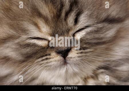 Highlander chaton Banque D'Images
