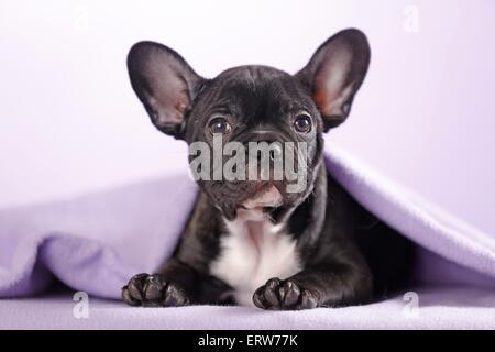 Allongé Bouledogue Français Banque D'Images