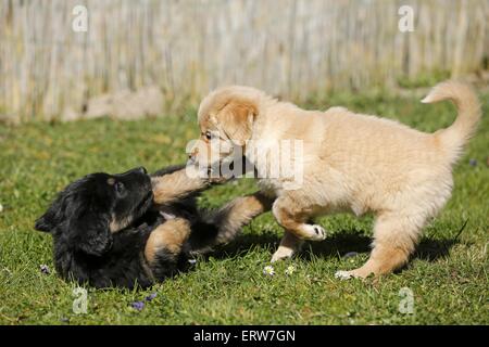 Chiots Hovawart Banque D'Images