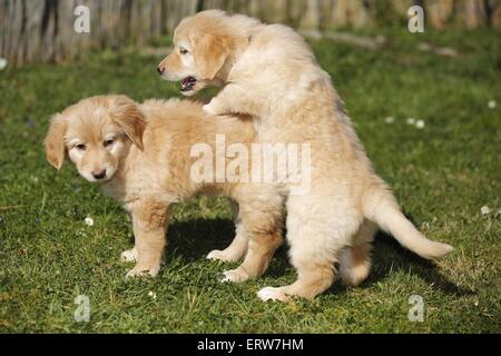 Chiots Hovawart Banque D'Images