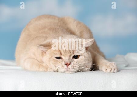 British Shorthair Banque D'Images