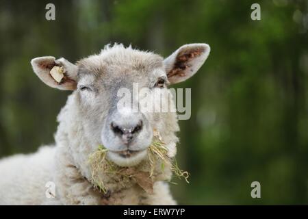 moutons Banque D'Images