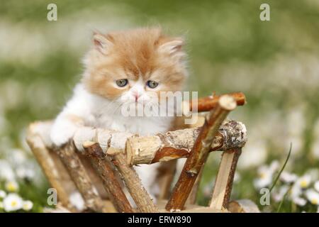 Highlander chaton sur flower meadow Banque D'Images