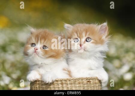 Highlander chaton sur flower meadow Banque D'Images