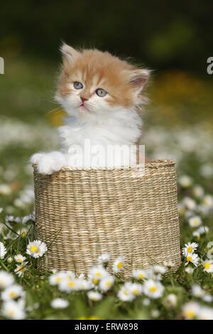 Highlander chaton sur flower meadow Banque D'Images