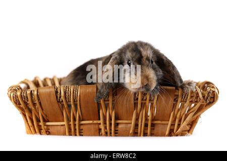 Lop rabbit Banque D'Images