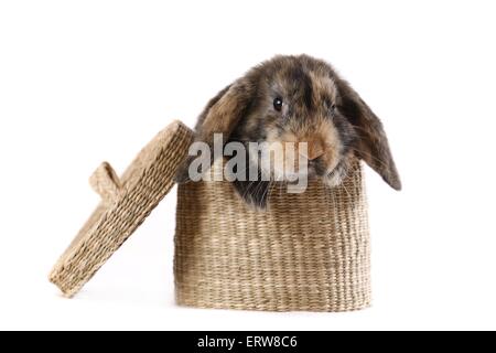 Lop rabbit Banque D'Images