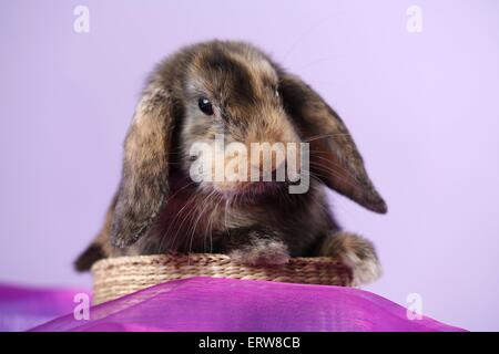 Lop rabbit Banque D'Images