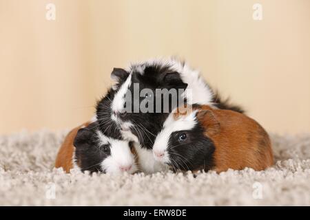 Cobaye abyssin Banque D'Images