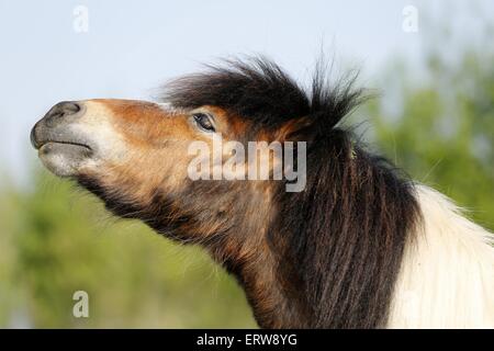 Poney Shetland Banque D'Images