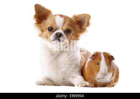 Chien et cochons Banque D'Images