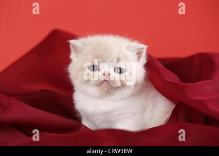 Chaton Exotic Shorthair Banque D'Images