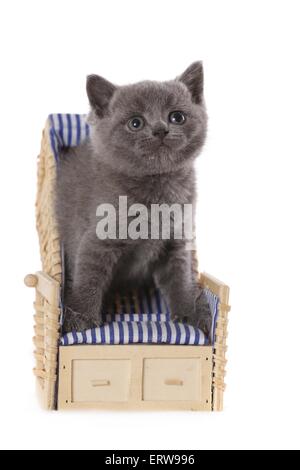 Chaton British Shorthait Banque D'Images