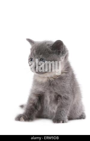 Chaton British Shorthait Banque D'Images