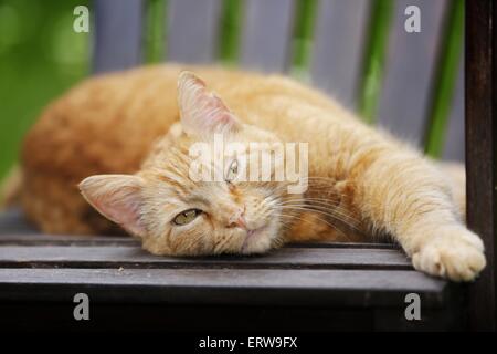 rouge-tabby chat Banque D'Images