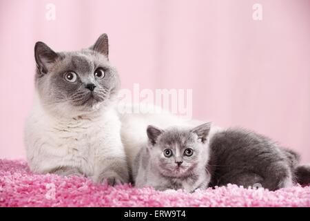 Chaton British Shorthair Banque D'Images