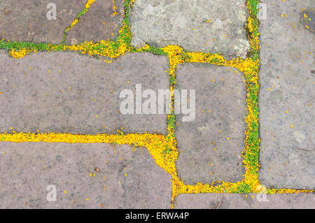 Old Stone walkway en Angleterre avec des pétales de fleurs jaunes et de petites feuilles Banque D'Images