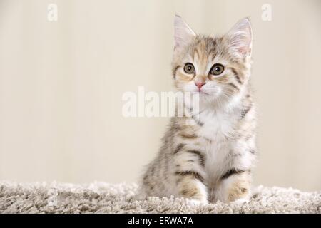 Egyptian-Mau-rocé chaton Banque D'Images