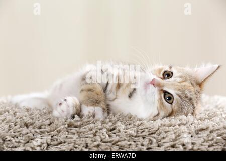 Egyptian-Mau-rocé chaton Banque D'Images