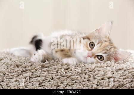 Egyptian-Mau-rocé chaton Banque D'Images