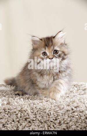 Highlander chaton Banque D'Images