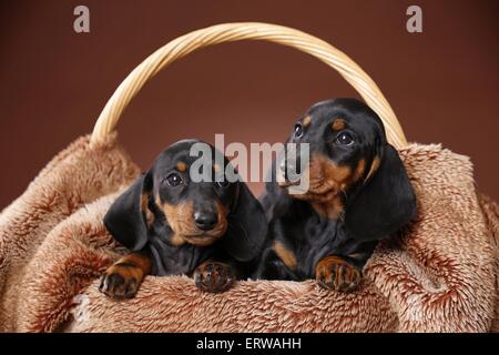 2 chiots Teckel poil Banque D'Images