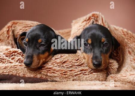 2 chiots Teckel poil Banque D'Images