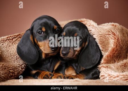 2 chiots Teckel poil Banque D'Images