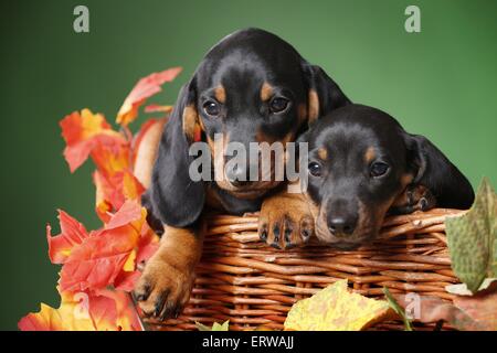2 chiots Teckel poil Banque D'Images