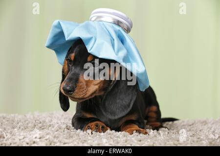 Chiot Teckel à poils courts Banque D'Images