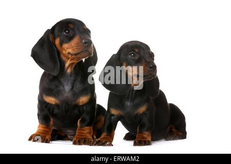 2 chiots Teckel poil Banque D'Images