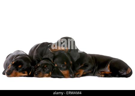 4 chiots Teckel poil Banque D'Images