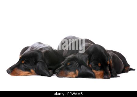 3 chiots Teckel poil Banque D'Images