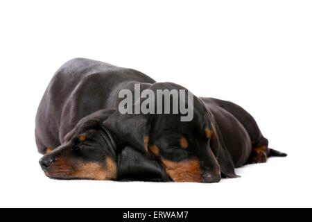 2 chiots Teckel poil Banque D'Images