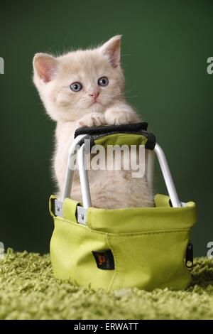 Chaton British Shorthair Banque D'Images