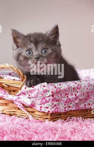 Chaton British Shorthair Banque D'Images