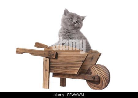 Chaton British Shorthair Banque D'Images