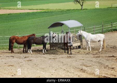 troupeau de chevaux Banque D'Images