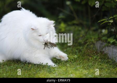 Chat sibérien avec souris Banque D'Images