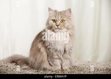 Sitting Cat Longhair allemande Banque D'Images