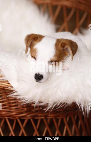 Sleeping Jack Russell Terrier Puppy Banque D'Images