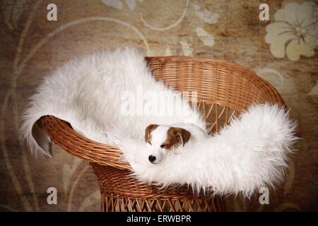 Sleeping Jack Russell Terrier Puppy Banque D'Images