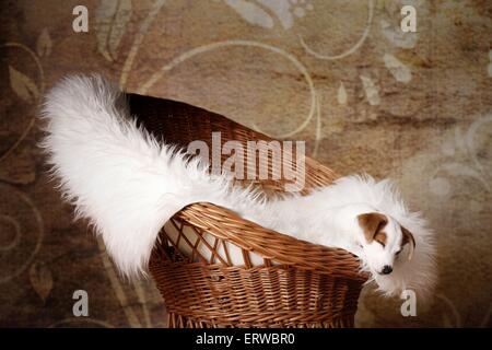 Sleeping Jack Russell Terrier Puppy Banque D'Images