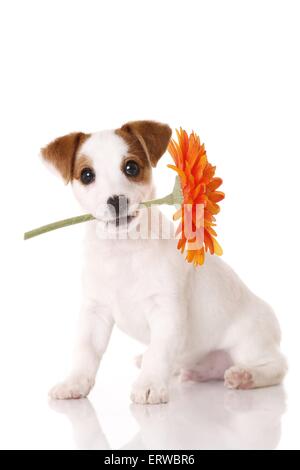 Jack Russell Terrier Puppy with flower Banque D'Images