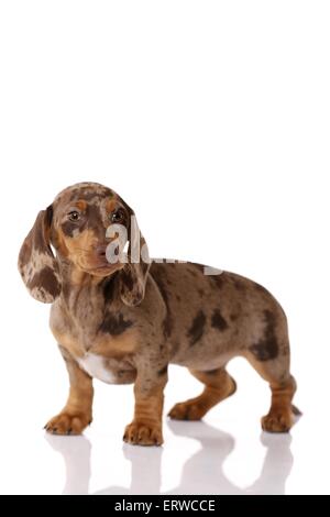 Chiot teckel Banque D'Images