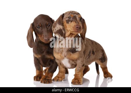 2 chiots Teckel Banque D'Images