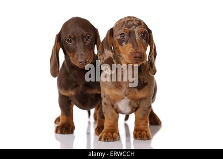 2 chiots Teckel Banque D'Images