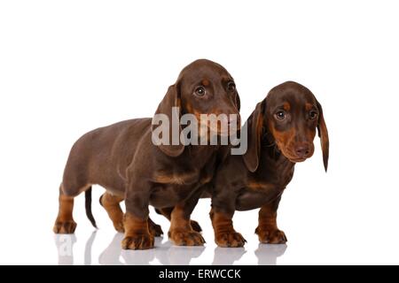 2 chiots Teckel Banque D'Images