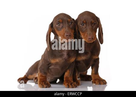 2 chiots Teckel Banque D'Images