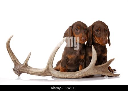 2 chiots Teckel Banque D'Images
